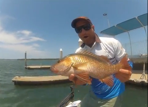 VIDEO: Mangrove jacks on lures